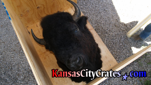 Side of wood crate removed to mount Bison head for shipping.
