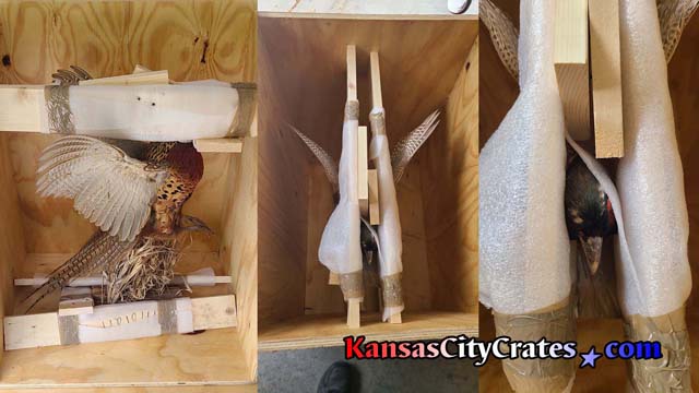 3 views of single bird in flight illustrating how taxidermy is properly braced and packed inside solid wall export crate