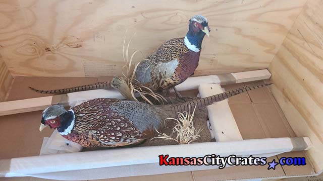 Three quarter view of 2 ducks being packed in solid wall crate