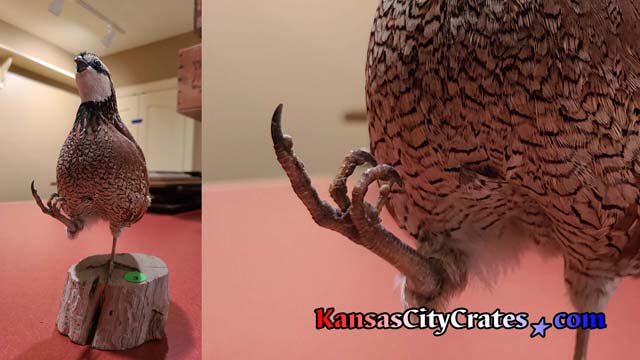 Split image of a quail displaying the fine taxidermy craft of a bird giving you the bird
