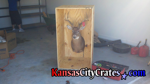 Side of wooden crate removed showing deer head mounted for shipping.